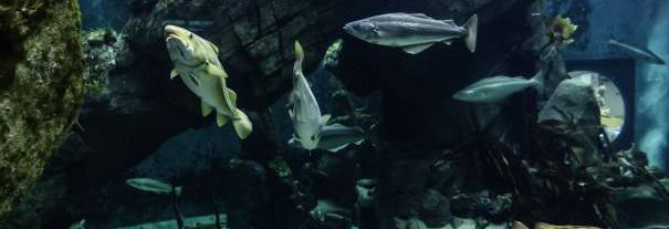 Image showing Macduff Marine Aquarium